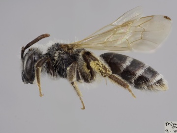[Andrena morrisonella female thumbnail]